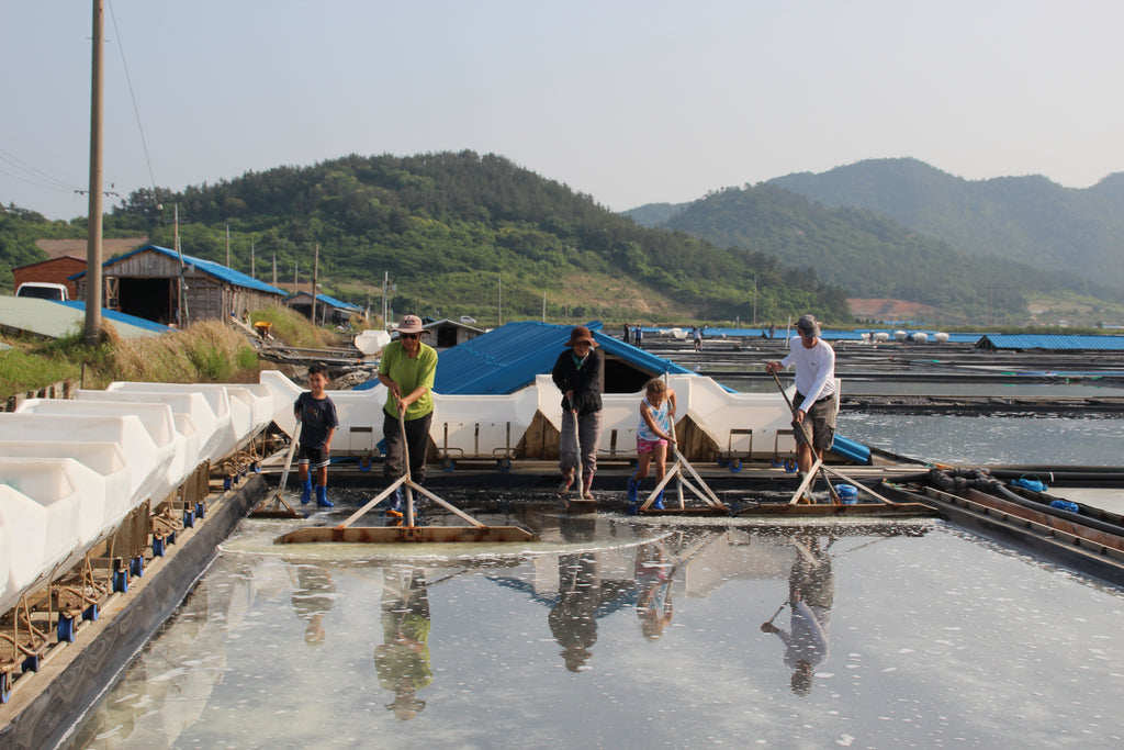 Family members collecting the salt harvest by hand